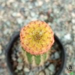 سولکوربوتیا راوسچی ابلق