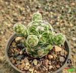 کاکتوس مامیلاریا گراسیلیس