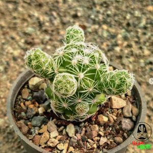 کاکتوس مامیلاریا گراسیلیس