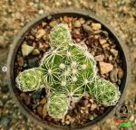 کاکتوس مامیلاریا گراسیلیس