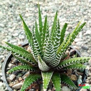 ساکولنت هاورتیا گوره خری