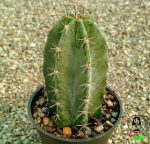 کاکتوس استنوسرئوس (پایه نقره ای)
