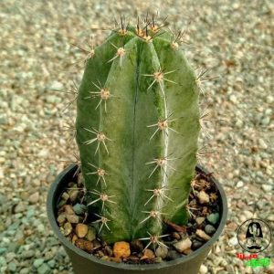 کاکتوس استنوسرئوس (پایه نقره ای)