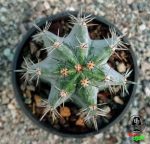 کاکتوس استنوسرئوس (پایه نقره ای)