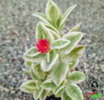 ساکولنت آپتنیا کوردیفولیا ابلق (نازیخی ابلق)