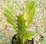 ساکولنت افوربیا تریگونا