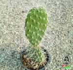 کاکتوس اپونتیا پولیاکانتا
