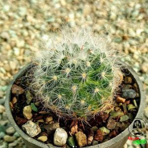 کاکتوس مامیلاریا بوکاسانا