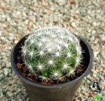 کاکتوس مامیلاریا کاندیدا