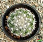 کاکتوس مامیلاریا کاندیدا