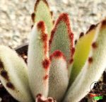 ساکولنت کالانکوئه تومنتوسا