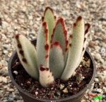 ساکولنت کالانکوئه تومنتوسا