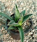 آگاو ویکتوریا (agave victoria reginae)