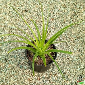 ساکولنت هچتیا اپیگینا (آناناسی)