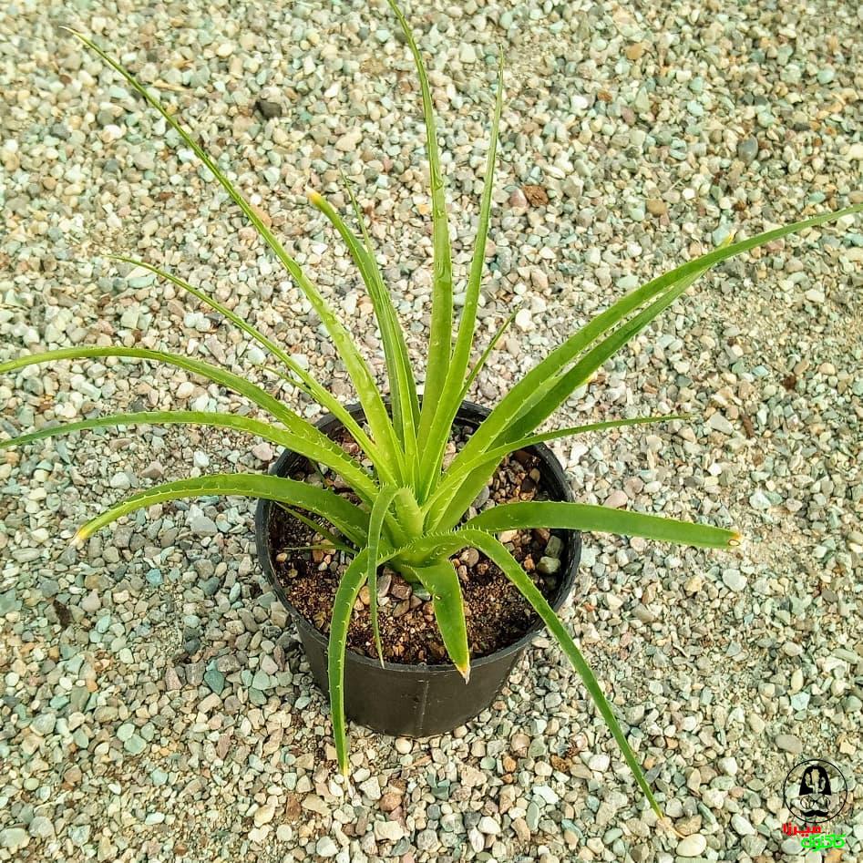 ساکولنت هچتیا اپیگینا (آناناسی) ساکولنت هچتیا اپیگینا (آناناسی)