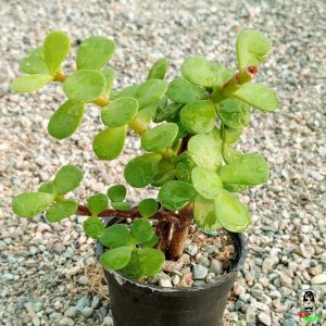 ساکولنت پورتولاکاریا افرا (خرفه ای)