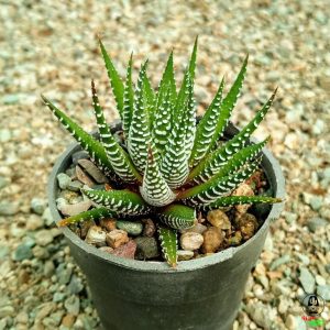 ساکولنت هاورتیا آتنواتا (گوره خری)