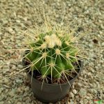 کاکتوس اچینو گروزونی