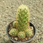 کاکتوس مامیلاریا الونگاتا