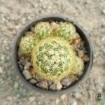 کاکتوس مامیلاریا الونگاتا