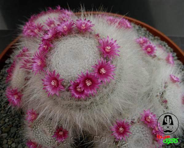 Маммиллярия Ханиана Mammillaria