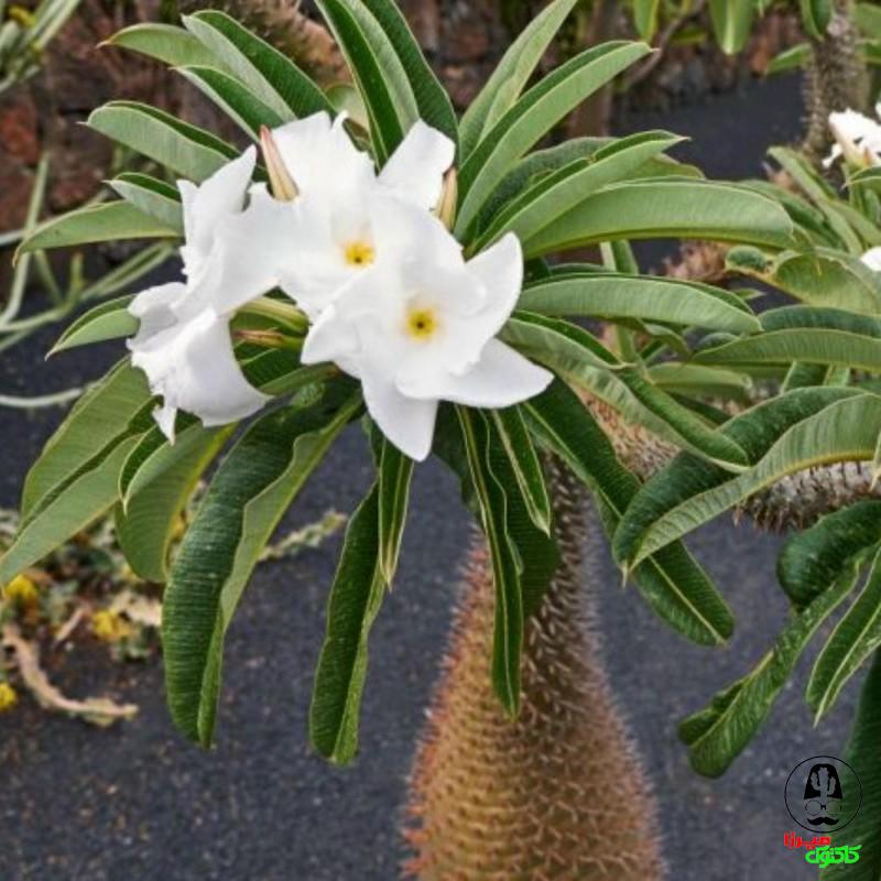 گل نخل ماداگاسکار