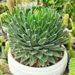 آگاو ویکتوریا 2