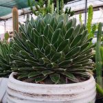 آگاو ویکتوریا 3