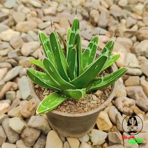 آگاو ویکتوریا سایز 8